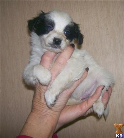Puppies in NJ